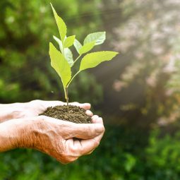 Old wrinkled hands holding a green young plant and earthy handful in sunlight, blurred green background. Elderly woman hands are planting the seedlings into the soil. World Environment Day, Ecology, life, Earth Day concept.